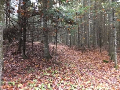 COMMING SOON Beautiful 52 Acres Haliburton Estate 499999 image
