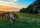 ISO ACREAGE RENTAL NEAR CALGARY image