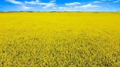 7 Quarters Productive Farmland Black Soil Dysart SK RM 217 image
