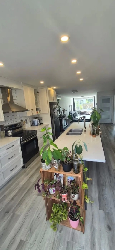 4 12 Petit Patrie Little Italy image