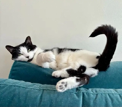 Recherche logement 4 1/2 pour juillet 2026 Image# 1