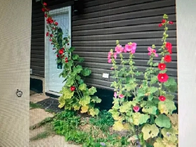 UA area/5minToSouthgate mall LRT toUA /Nait/Downtown Image# 1