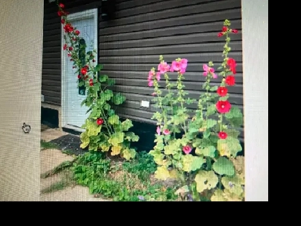 UA area/5minToSouthgate mall LRTtoUA Compus Downwtown/Nait/MacE Image# 1