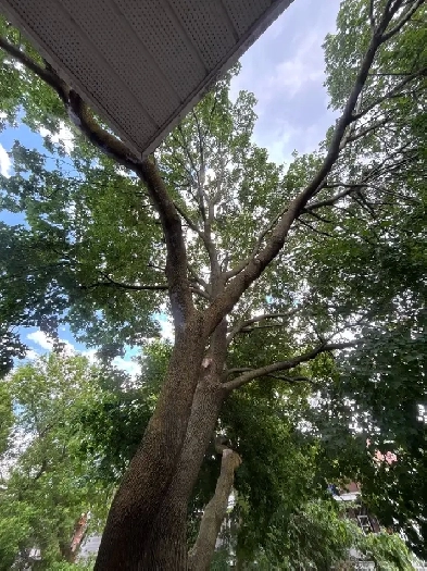 ⭐Joli 3 ½, Métro Laurier,PLATEAU MONT-ROYAL,1er juillet, 1295$/m Image# 1