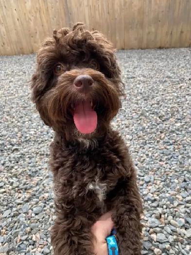 looking for a small dog friendly rental Image# 1