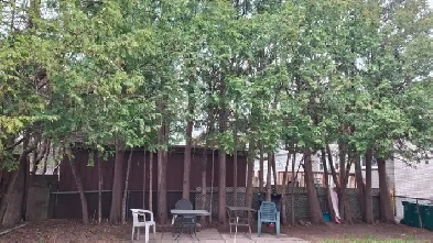 Large 165 sq ft Room | All Utilities Included | Near Algonquin | Image# 1