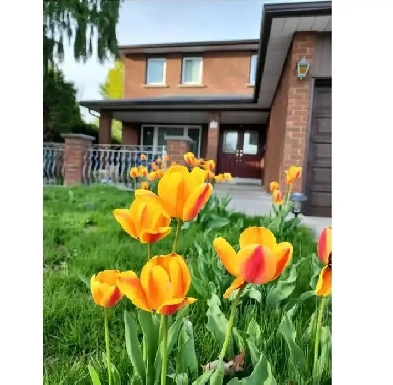 2 bedroom BSM Separate entrance $1800 @Dufferin & Steeles Image# 1